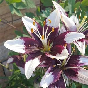 Meet your Posher, Jacqueline